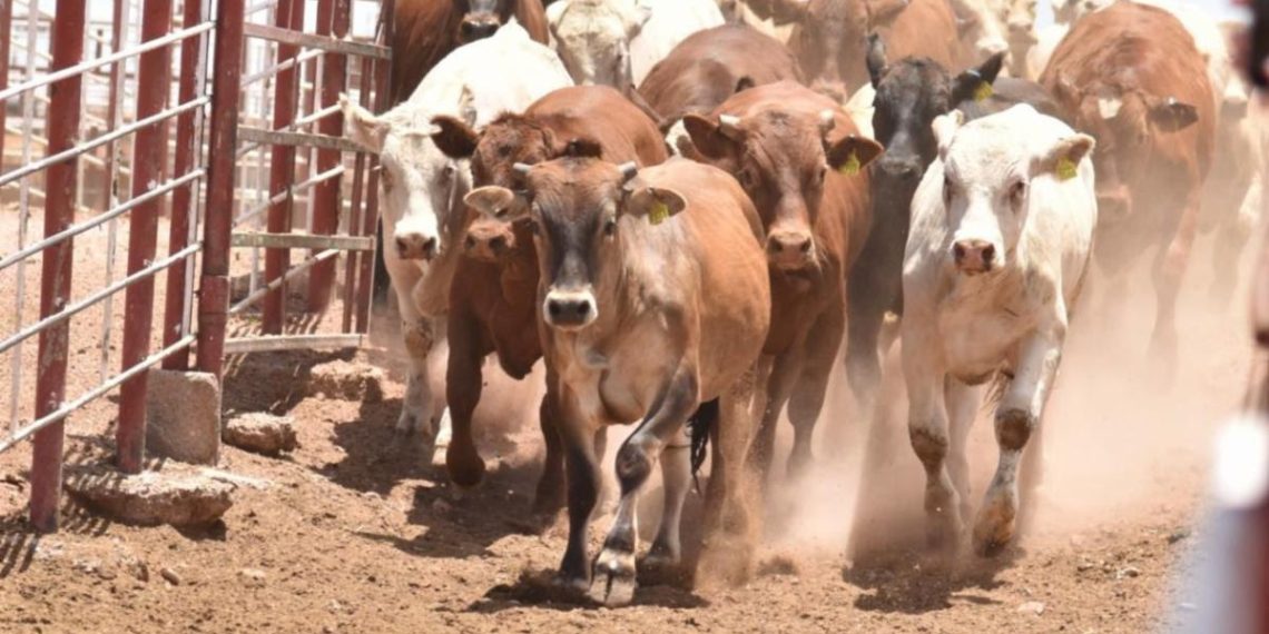 Gobierno de Sonora y Senasica refuerzan acciones contra el gusano barrenador
