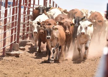 Gobierno de Sonora y Senasica refuerzan acciones contra el gusano barrenador