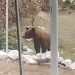 AVISTAMIENTO DE OSO EN LA SIERRA DEL TIGRE