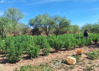 Integrantes de la Mesa Estatal de Seguridad aseguran plantío de marihuana y detienen a un sujeto en Magdalena de Kino