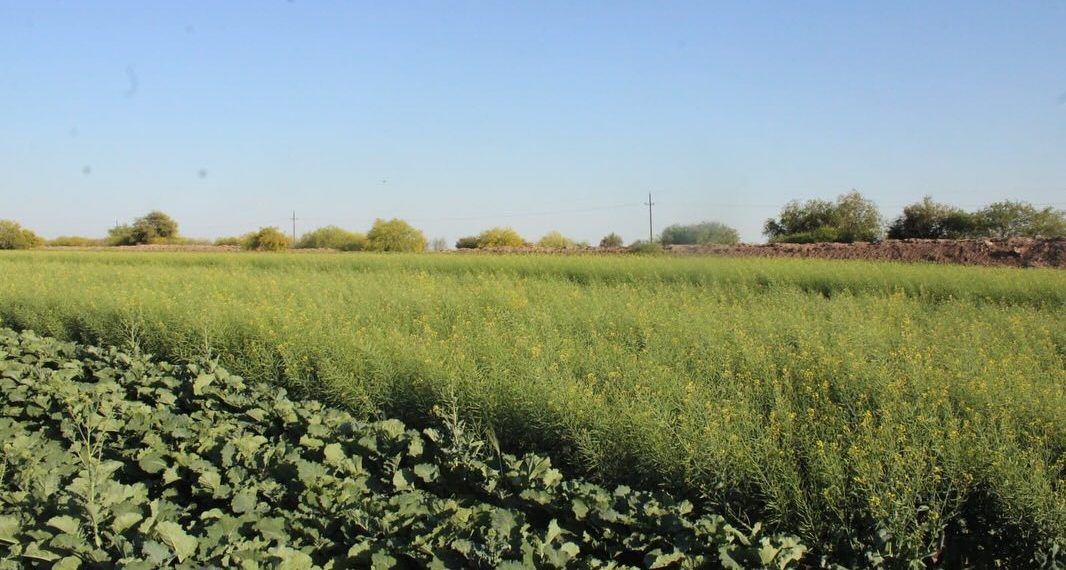 SADER abrirá el 25 de agosto la Primera Convocatoria 2025 para la reconversión de cultivos (cebada y cártamo) y rastreo fitosanitario en Sonora