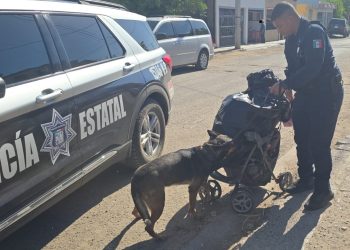 Más de 50 mil dosis de narcótico asegurado en operativos del Gobierno de Sonora en municipios