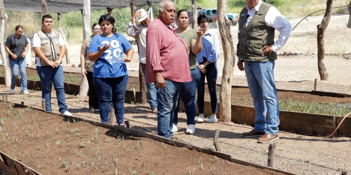 Impulsa Presidenta Sheinbaum al campo sonorense con Sembrando Vida; van más de 245 millones de pesos este año: Octavio Almada