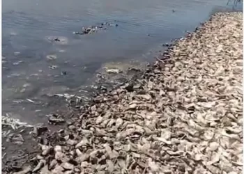 Denuncian ecocidio marino en sur de Sonora