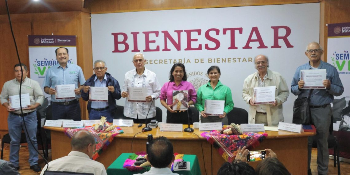 Trabaja Sembrando Vida para fortalecer el cultivo del maíz nativo