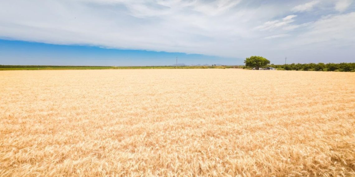 Impulsa Gobierno de Sonora apoyo emergente para productores de trigo cristalino