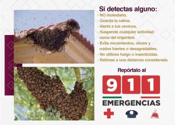 Exhorta Gobierno de Sonora a reportar presencia de enjambres de abejas al 9-1-1