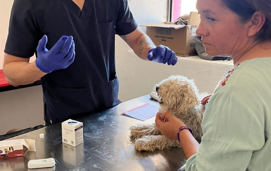 Brinda Gobierno de Sonora exitosa Jornada Integral de Bienestar Animal en Ures