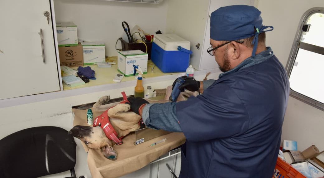 Llevará Ayuntamiento de Hermosillo esterilizaciones gratuitas a Vista Real y Las Minitas