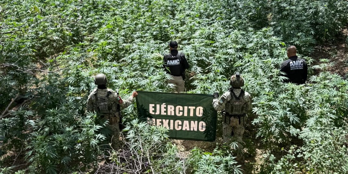 AMIC y DEFENSA localizan y destruyen plantío de marihuana en Cananea