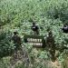 AMIC y DEFENSA localizan y destruyen plantío de marihuana en Cananea