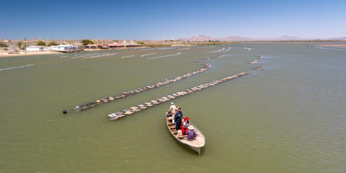 Gobierno de Sonora invita al Foro de Acuacultura Sonora 2025
