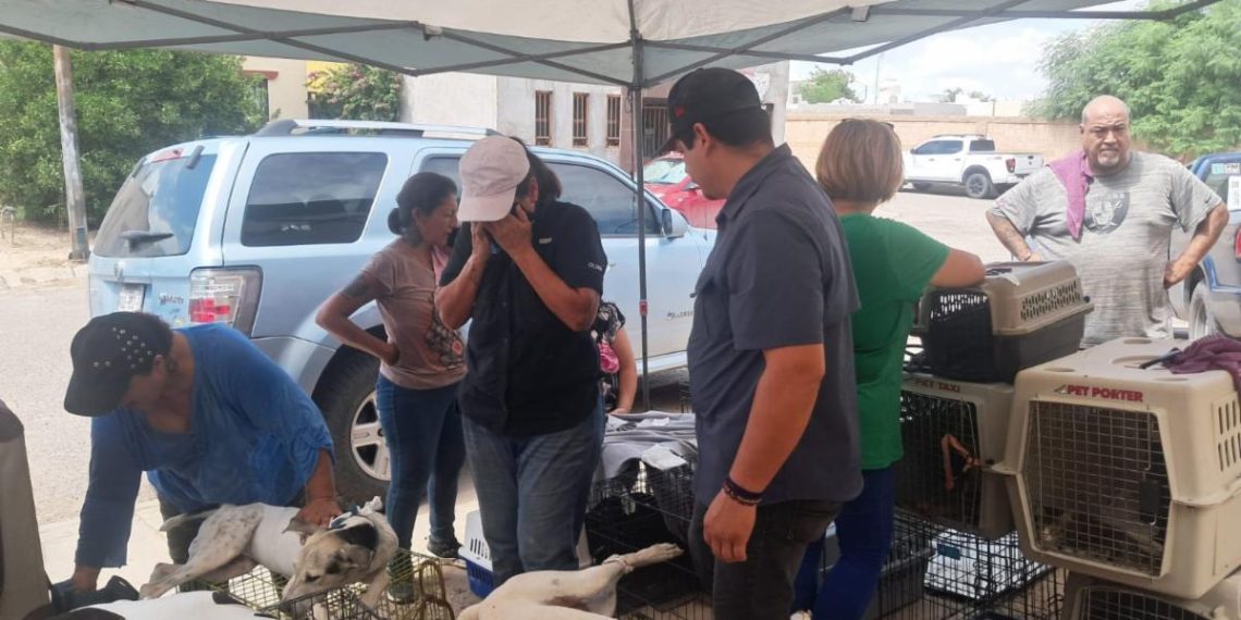 Beneficia Gobierno de Sonora la salud animal con jornada de esterilización en Hermosillo