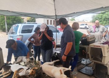 Beneficia Gobierno de Sonora la salud animal con jornada de esterilización en Hermosillo