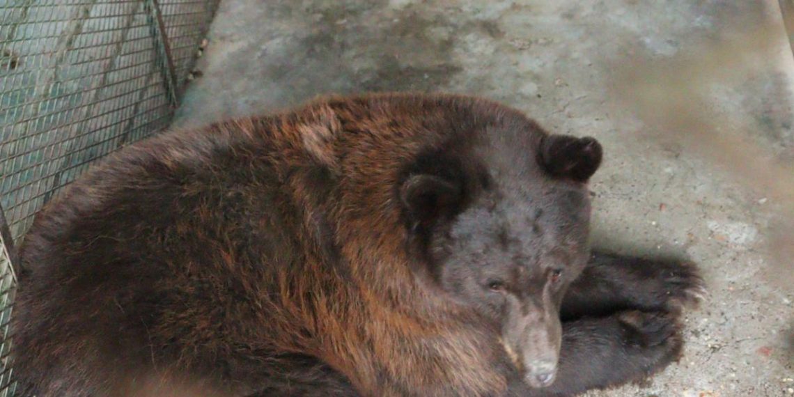 Gobierno de Sonora reintegra osa negra al hábitat natural en la sierra del estado