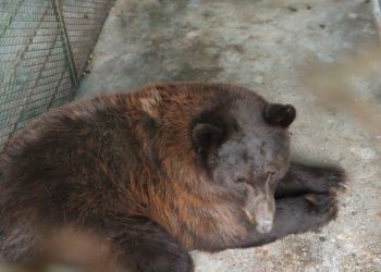Gobierno de Sonora reintegra osa negra al hábitat natural en la sierra del estado