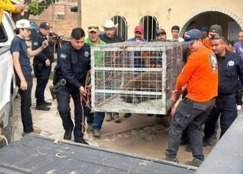 Rescatan a oso atrapado en árbol de Agua Prieta