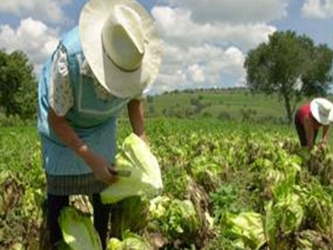 En México, 86% de trabajadoras agrícolas no tienen seguridad social