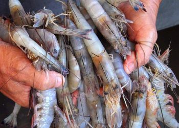 Gobierno de Sonora anuncia el levantamiento de la veda de camarón en beneficio de los pescadores