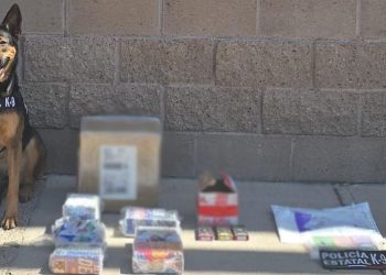 Incautan binomios K-9 de la Policía Estatal narcótico en operativo por Hermosillo
