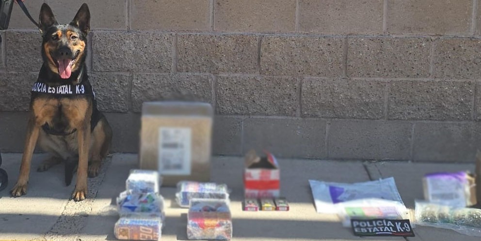 Incautan binomios K-9 de la Policía Estatal narcótico en operativo por Hermosillo