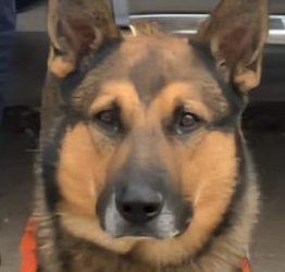 Incautan binomios caninos K-9 narcótico en Las Lomas de Hermosillo