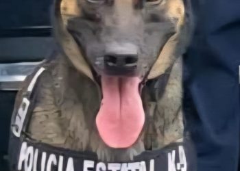 Incauta K-9 de la Policía Estatal narcótico en operativo por La Matanza de Hermosillo