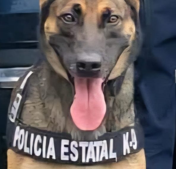 Incauta K-9 de la Policía Estatal narcótico en operativo por La Matanza de Hermosillo