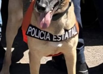 Binomios K-9 de la Policía Estatal descubren narcótico en la colonia Adolfo López Mateos