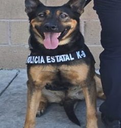 Detiene Policía Estatal a cinco personas por posesión de narcótico en Hermosillo