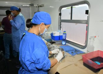 Rompe récord Ayuntamiento de Hermosillo en número de esterilizaciones de perros y gatos