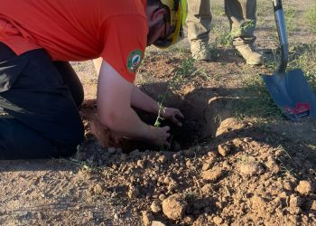 Gobierno de Sonora realiza acciones de reforestación