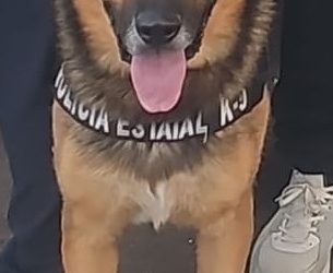 Incauta Policía Estatal 100 envoltorios con narcótico durante operativo en Hermosillo