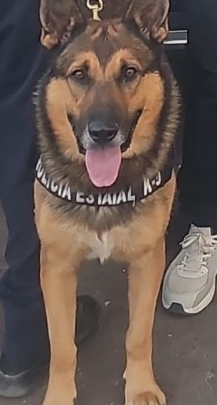 Incauta Policía Estatal 100 envoltorios con narcótico durante operativo en Hermosillo