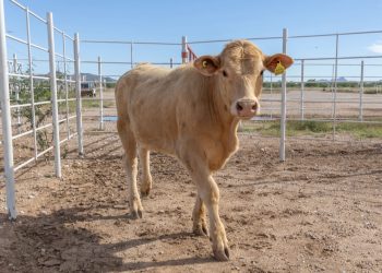 SADER Sonora da certeza a ganaderos: se elimina el plazo de 15 días para adquirir sementales
