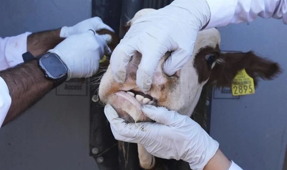 Detectan gusano barrenador en Montemorelos