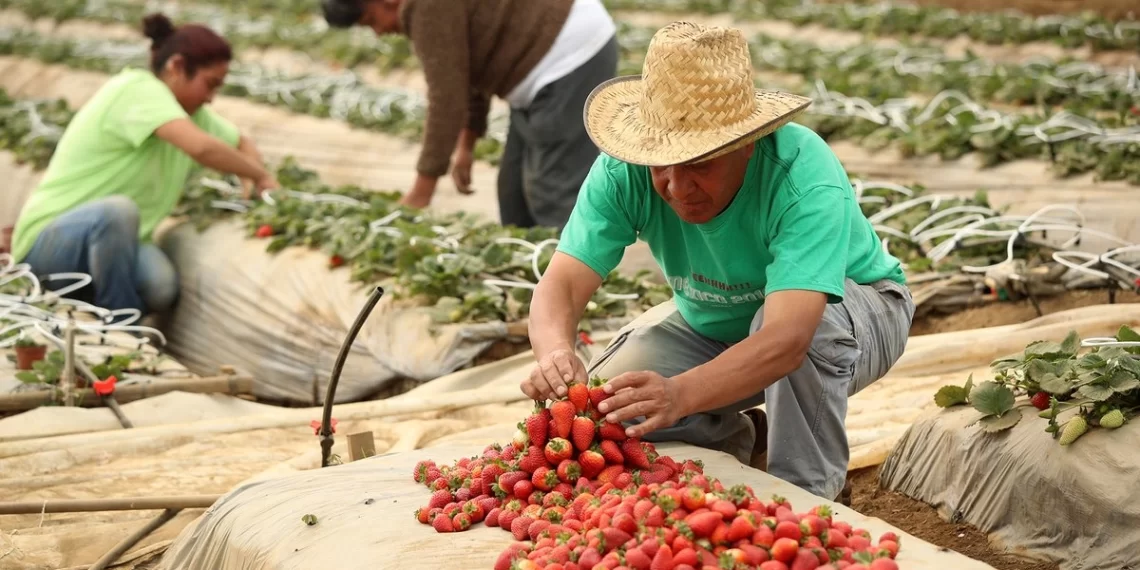 Berries, el agroalimento más rentable del campo mexicano