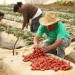 Berries, el agroalimento más rentable del campo mexicano