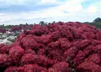 Campesinos de Zacatecas tiran 5 mil toneladas de cebolla morada por caída de precios