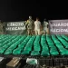 Ejército Mexicano asegura más de una tonelada de droga oculta en cajas de chile jalapeño en S.L.R.C.