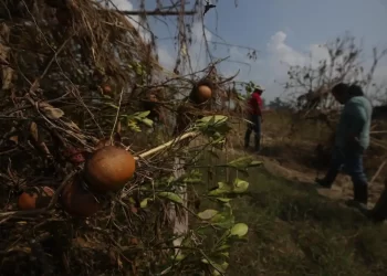 Lluvias dan golpe demoledor a la naranja en Veracruz; dañadas 80 % de hectáreas de ese cultivo