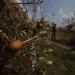 Lluvias dan golpe demoledor a la naranja en Veracruz; dañadas 80 % de hectáreas de ese cultivo