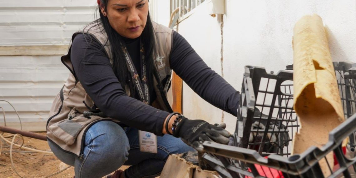 Llama Salud Sonora a retirar maleza de hogares para eliminar escondite de mosco transmisor del dengue