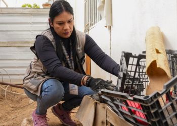 Llama Salud Sonora a retirar maleza de hogares para eliminar escondite de mosco transmisor del dengue