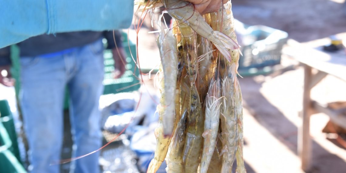 Resaltan Sagarhpa y el Cosaes sanidad y liderazgo del camarón sonorense a nivel mundial