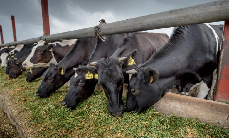 Vigilan 941 casos de gusano barrenador en México a un año del brote
