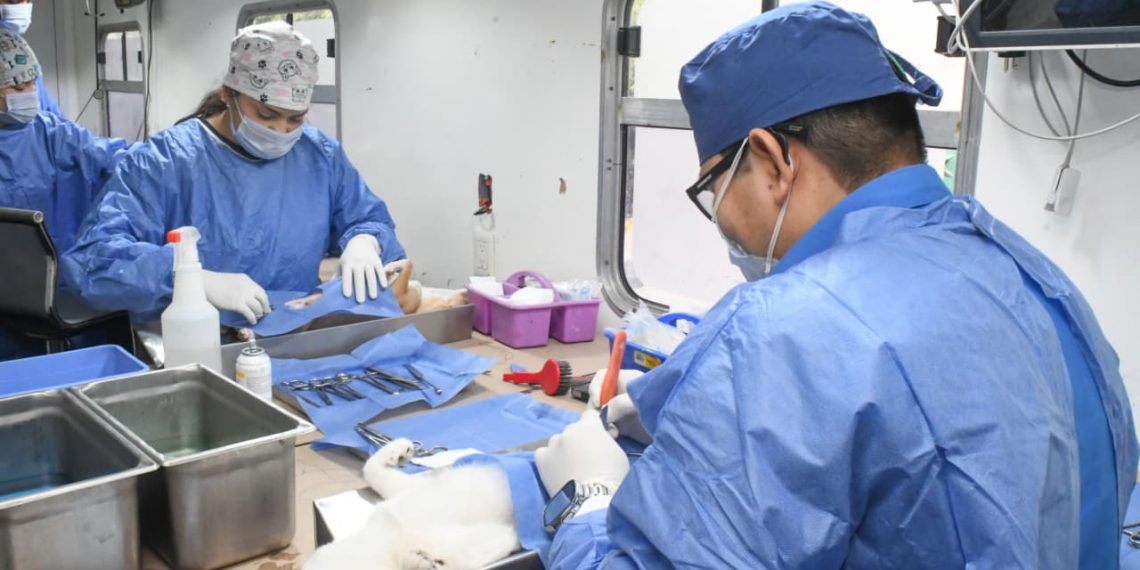 Realiza Ayuntamiento de Hermosillo más de 17 mil esterilizaciones caninas y felinas