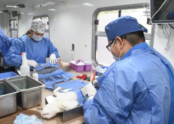 Realiza Ayuntamiento de Hermosillo más de 17 mil esterilizaciones caninas y felinas