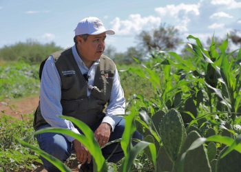 Más de 30 MDP llegan este viernes a Sonora a través del Programa Sembrando Vida, gracias al respaldo del Gobierno Federal