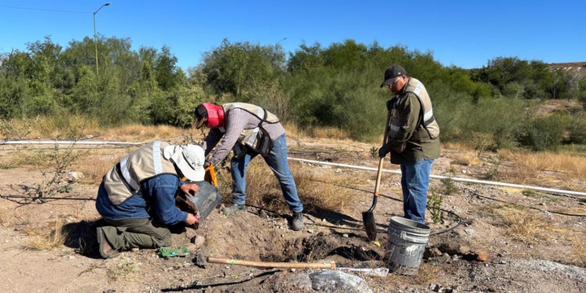 Bosque Urbano La Sauceda concluye la reforestación en el Polígono Sureste “La Oreja”
